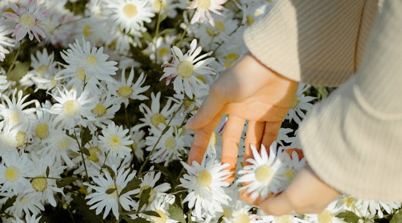 Lets Bloom: The Meaning & Symbolism of the Daisy